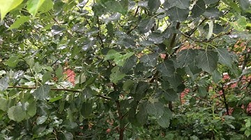 Educational videos on nature (Aspen - leaves in the rain) - July 2017