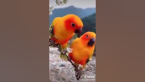 سورة التين 🌹حالات واتس اب مقاطع قرآن قصيرة 🌱