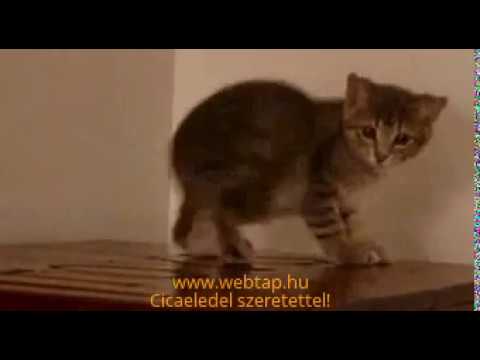 Videó: 7 Gyakori Macskafark Sérülés