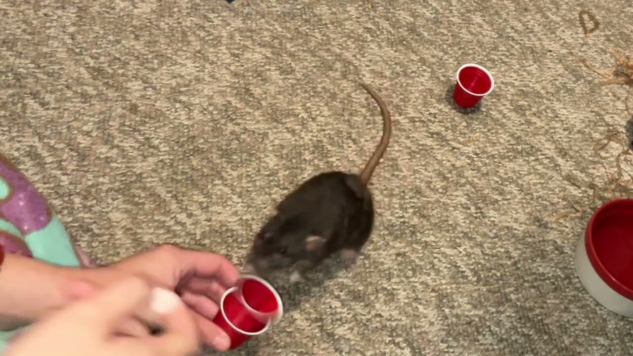 My smart pet rat Cracker is learning to stack mini cups!