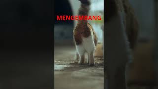 Rahasia di Balik Gerakan Ekor Kucing! 🐾 #cat #catlover #funny #animaion