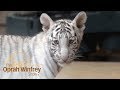 Oprah Meets Adorable Bengal Tigers | The Oprah Winfrey Show | Oprah Winfrey Network