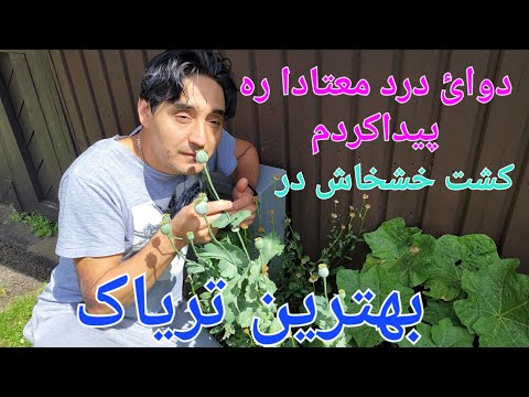 تصویری: چه زمانی کاشت های جدید را کود دهیم؟