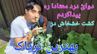 کشت تریاک در سویدن باورتان می‌شود ؟؟