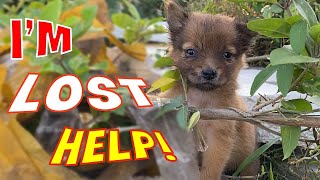They abandoned me, I was very lonely and scared. please help me find them by Home Pet 4,036 views 1 year ago 8 minutes, 42 seconds