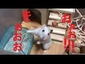 凶暴なハムスターにお肉をあげてみた！