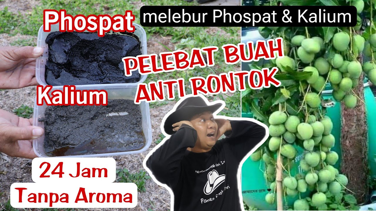 Mendapatkan Pupuk Phospat & Kalium dalam 24 jam TANPA BAU !!