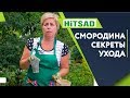 Уход за смородиной после сбора плодов ✔️ Подготовка Смородины к Зиме 🍒 Советы  От Хитсад ТВ