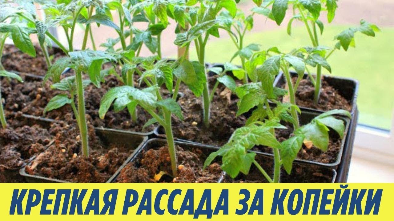 Как сделать рассаду помидоров в домашних. Рассада помидор черри. Перец черри рассада. Помидоры пикирование рассады черри. Росток рассада томатов.