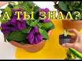 Размножаем ПЕТУНИЮ черенками: пошагово🌻🌻🌻