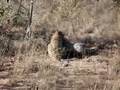 Leopard kills Warthog at Sabi Sands
