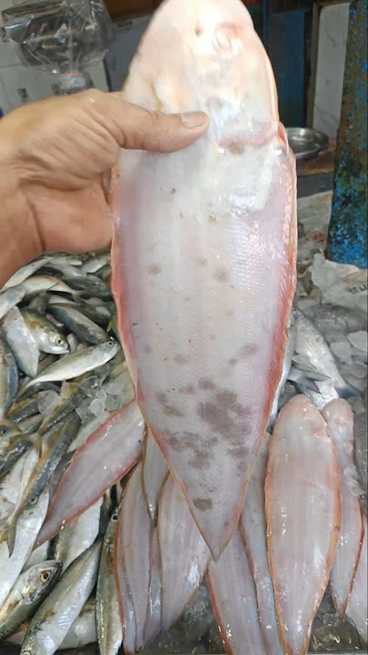 Manda machali kerela ka market | FISHING #shortfish #fishing #fishmall