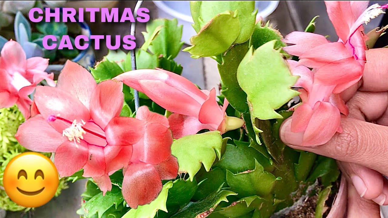 Chritmas cactus warna  oren muda yg  sangat cantik  4K YouTube