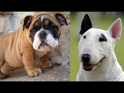 Video: Mostrar Perros: ¡crecemos Por La Victoria