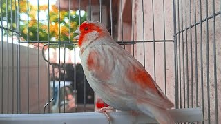 تغريد طائر الكناري هائج نار , لتحفيز الذكور على الغناء مستمر