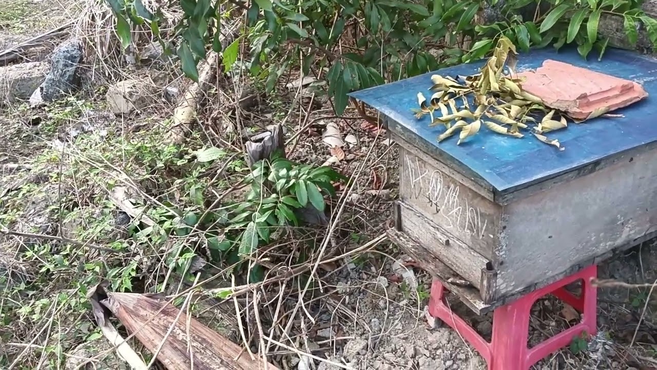 Nhận định mùa hoa vải nhãn năm 2026 0399420688 