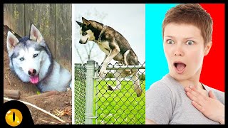 10 Dog Breeds most likely to Run Away from Home by Animaltube 9,355 views 3 years ago 6 minutes, 59 seconds