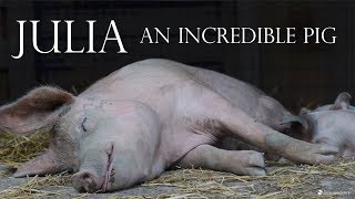 Julia:  An Incredible Pig