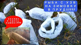 Зимовка рыбы с УЗВ  в обычном ПРУДУ!!!???