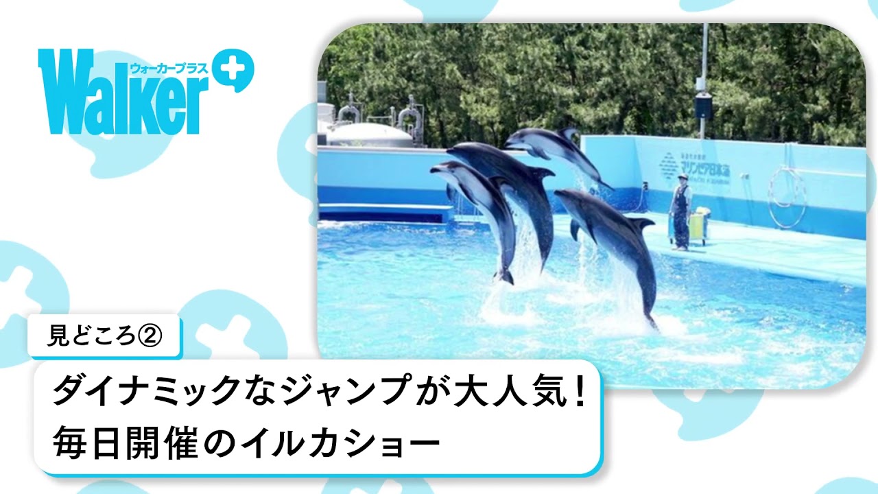 新潟市水族館 マリンピア日本海の楽しみ方をチェック イルカショーは毎日開催 ウォーカープラス