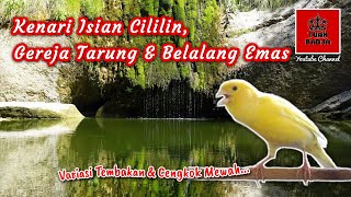 Kenari isian cililin, gereja tarung dan belalang emas, variasi tembakan dan cengkok mewah