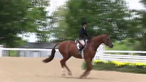 Video of HARLAN ridden by SUSAN MORICONI from Show...