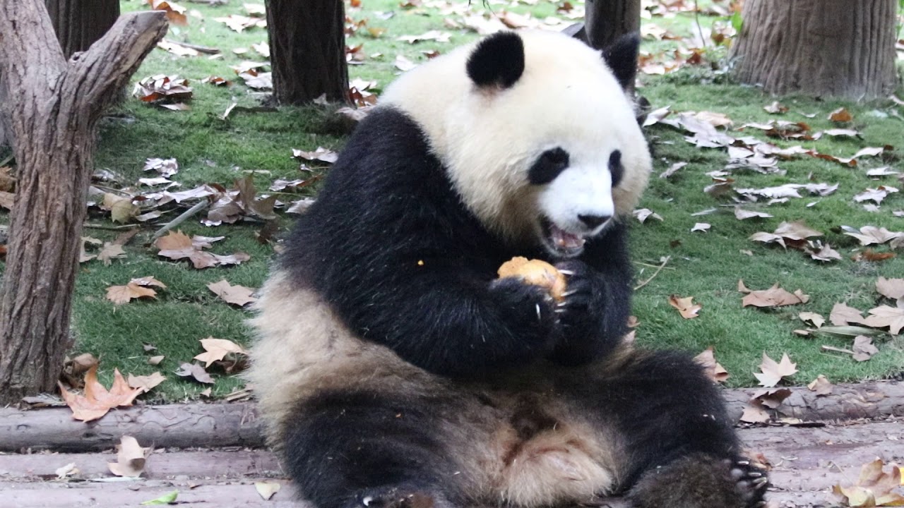 Rou Rou Rou Mei Lan aka Rou Rou or Roll Roll - YouTube
