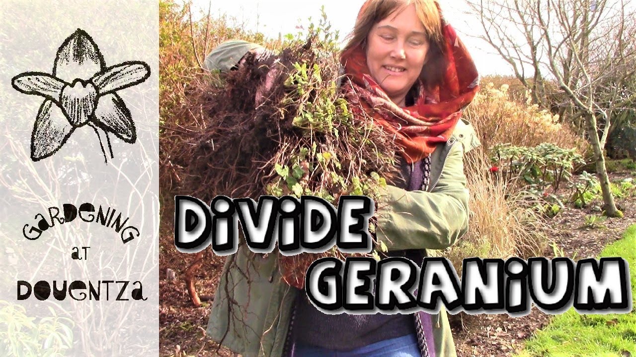 Dividing  Replanting A Garden Geranium
