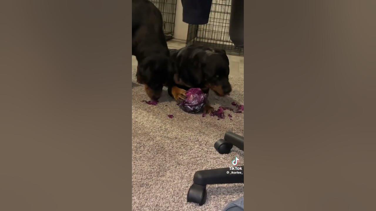 can-dogs-eat-red-cabbage-cabbage-news-youtube