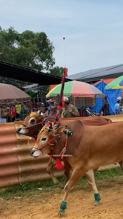 GRT × SONAR #sapiviral #sapimadura #kerapansapi #shortvideo