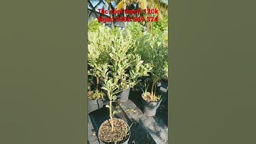 Cây tắc cẩm thạch đang trái 120k -Hoa kiểng Cái Mơn, Chợ Lách- Ngọc Ngân Bến Tre 0386569374