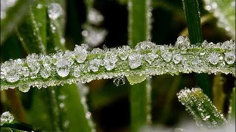 سورة التغابن بصوت القارئ عبدالحكيم الصافي