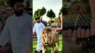 Lions Vs Tigers The Real Reason Desert Kings Choose Lions