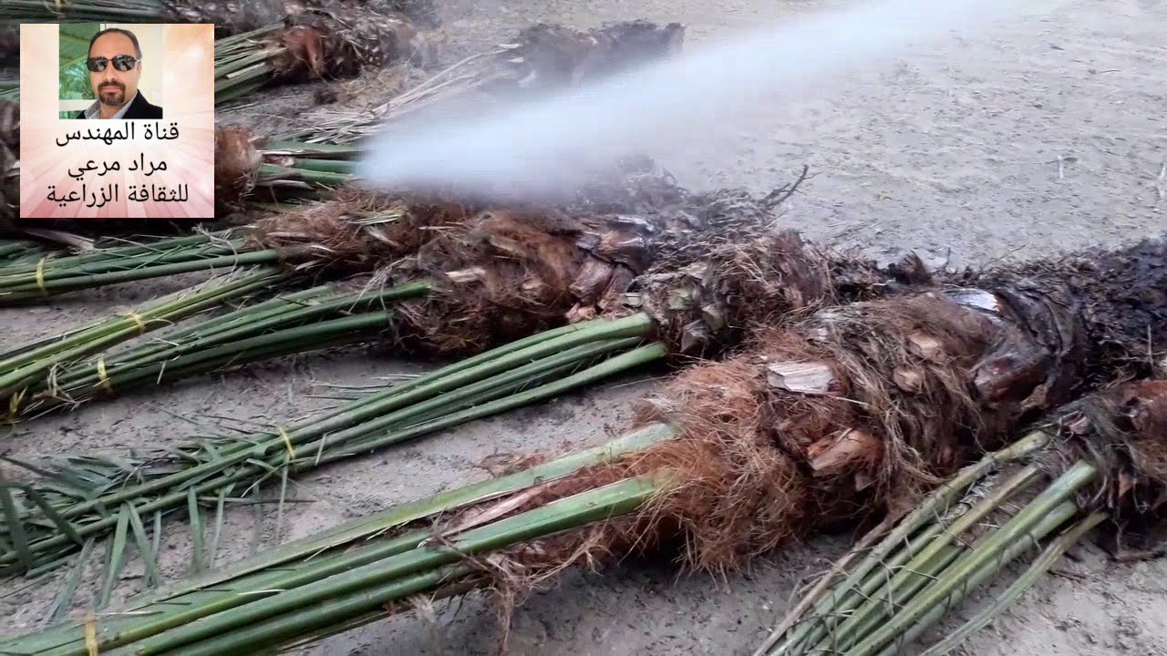 شتلات نخيل طرق زراعة ؟؟جزء الثانى والاخير !!!!   Planting of palm حلقة 280