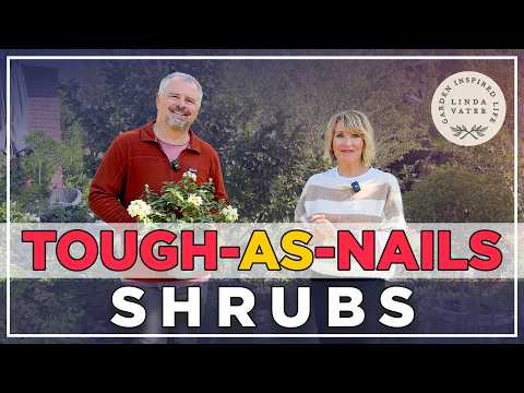 Tough Plants for Brutal Summers: Best Heat Resilient Shrubs and Hydrangeas