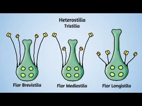 Vídeo: Diferencia Entre La Autoincompatibilidad Gametofítica Y Esporofítica