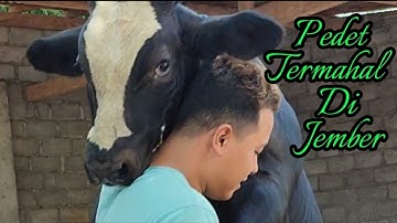 BELGIAN BLUE pedet termahal di jember siap mengguncang kontes karawang 🔥🔥🔥