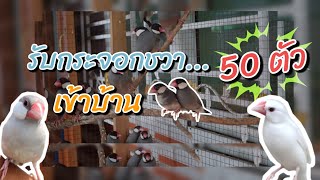 รับนกกระจอกชวา 50 ตัว เข้าบ้าน