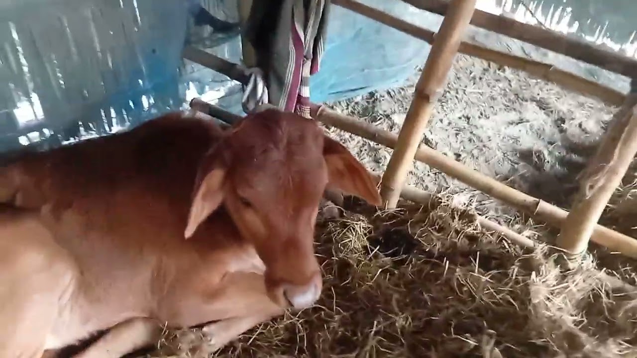 ব্র‍্যাকের সিমেন 261 নাম্বার 93% দিয়ে কৃত্রিম প্রজনন করলাম।