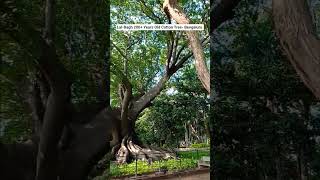 #lalbagh #laalbagh #placestovisitinbangalore #viral #cubbonpark #ancienttree #bangalore #lalbaghpark