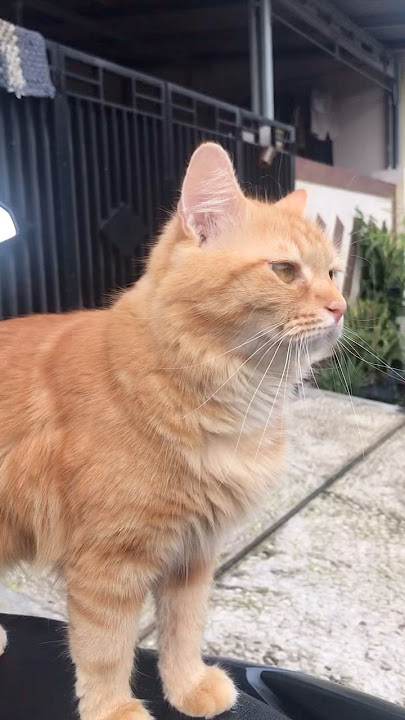 Suara kucing memanggil temannya