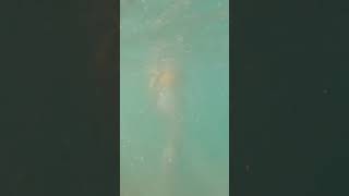 Under Water Bikini Shoot With Gopro Hero 8