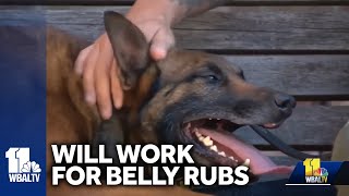Viral video shows police K-9 refusing to go to work without belly rub