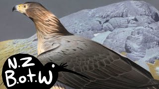 Haast's eagle - New Zealand Bird of the Week