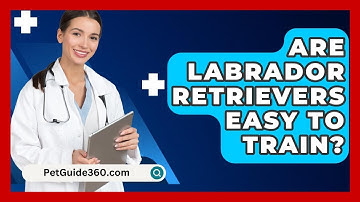 Are Labrador Retrievers Easy to Train? - PetGuide360.com