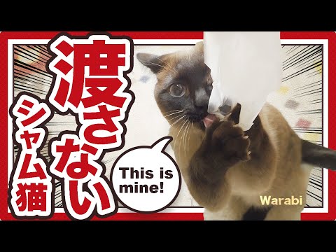 渡さないシャム猫