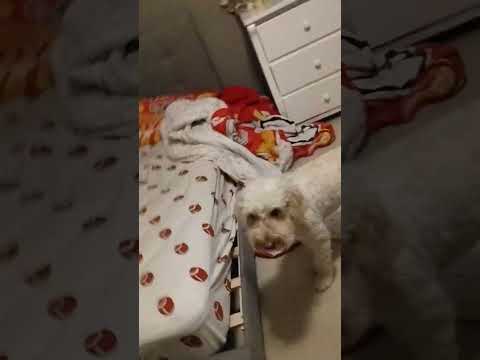 Day 52 of posting Teddy until I reach 1k subs