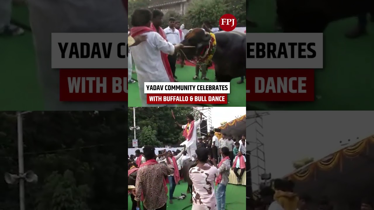 Праздник Садар Саммелан в Телангане отмечается танцами буйволов и быков.