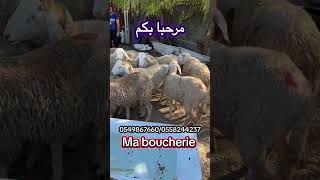 متوفر كباش العيد سلعة خشينة الله يبارك مرحبابيكم خوتنا