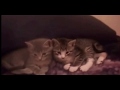 1 boy 2 kittens actual footage